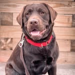 George Jagger - @curious.george.the.lab - Instagram