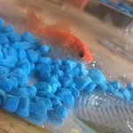 Ginny George Allen Jagger - @ginny_the_goldfish - Instagram