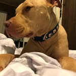 George Jameson Lyons - @georgetherednosepitbull - Instagram