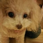 Yoshiki Chou - @georgejang - Instagram