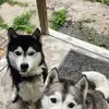 George Janisse Jr - @george.janisse.jr - TikTok