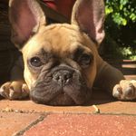George Jarman - @george_the_french - Instagram