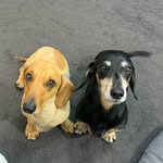 George & Jasper - @georgeandjasperthenoodles - Instagram