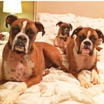 George, Joe, Floyd, Delila, Bo - @the_fabulous_boxer_boys - Instagram
