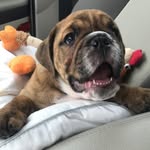 George Jump Bonner - @georgethecuriousbulldog - Instagram