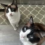 George and Juniper - @george_and_juniper - Instagram