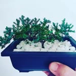 George and Weezy Bonsai - @georgejuniper - Instagram
