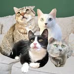 Georgie, Juniper, Calvin, Honey, & Mouse 👼🏼 - @5beercats - Instagram