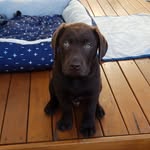 George Keating - @george_the_brown_lab - Instagram