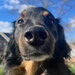Georgie - @george_washington_keltz - Instagram