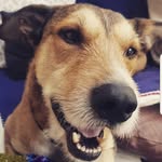 🐾 Kepler George & Co. 🐾 - @kepler_george_and_co - Instagram