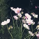 George Jill Hansen Kitchen - @george.kitchen - Instagram
