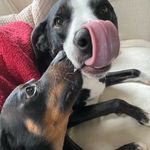 Ollie & George Klug - @klug_dogs - Instagram