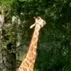 georgekwong75 - @georgekwong75 - TikTok