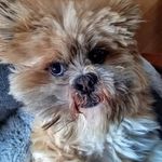 George The Dog - @george_our_glorious_leader - Instagram