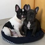 George & Lebron - @georgeelebron - Instagram