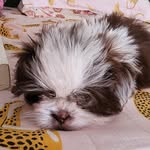 @george_ledogsportif - Instagram