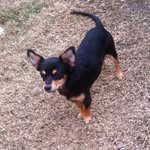 George Lee Briggs - @georgelee_chihuahua - Instagram