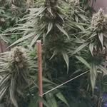 George Lemoine - @georgelemoine420 - Instagram