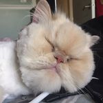 George Leone - @kinggeorgeleone - Instagram