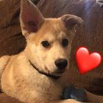 George Leroy - @rescuegeorge - Instagram