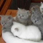 George & Liberty Belle - @george_libs_cats - Instagram