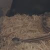 Bob - @george.liddle4 - TikTok