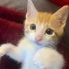georgelikes - @georgelikes - TikTok