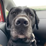 George Ling-Smith - @george_the_labrador1 - Instagram