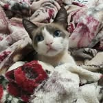 George - @georgelino_os - Instagram