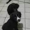 George Lino - @george.lino38 - TikTok