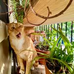George Cat Lively - @thecatandtheplants - Instagram