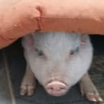 Buddy George Mahan - @buddy_the_pig_brat - Instagram