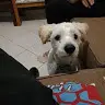 George Mais - @georgemais - TikTok