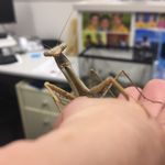 George Mantis - @george.mantis.9022 - Instagram