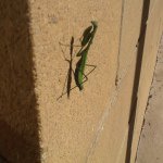 George The Praying Mantis - @george_the_praying_mantis - Instagram