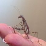 George The Praying Mantis - @georgethemantis - Instagram