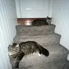 Opium cat bruddas - @georgexmao - TikTok