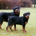 George Mariscal - @rottweilers_company_north_cali - Instagram