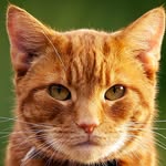 George Markovich - @larrypantherboy - Instagram