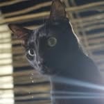 George Maya - @mayairie1 - Instagram