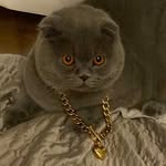 George Scottish Fold/ maya /mell/luna - @george_maya_scottishf - Instagram