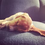 George McFly - @curiousgeorgemcfly - Instagram