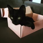 George Mcfly 😽 - @hello_mcfly - Instagram