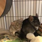 Lennie and George McMaster - @lenniethechinchilla - Instagram