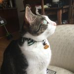George McNeill - @onebaddcat - Instagram