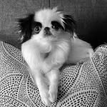 George Melvin - @zooey_japanesechin - Instagram