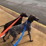 Miley & George GSP - @mileyandgeorge.gsp - Instagram