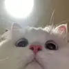 georgemitten69 - @georgemitten69 - TikTok