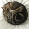 𝕄𝕚𝕥𝕥𝕖𝕟𝕤 - @george_and_mittens - TikTok